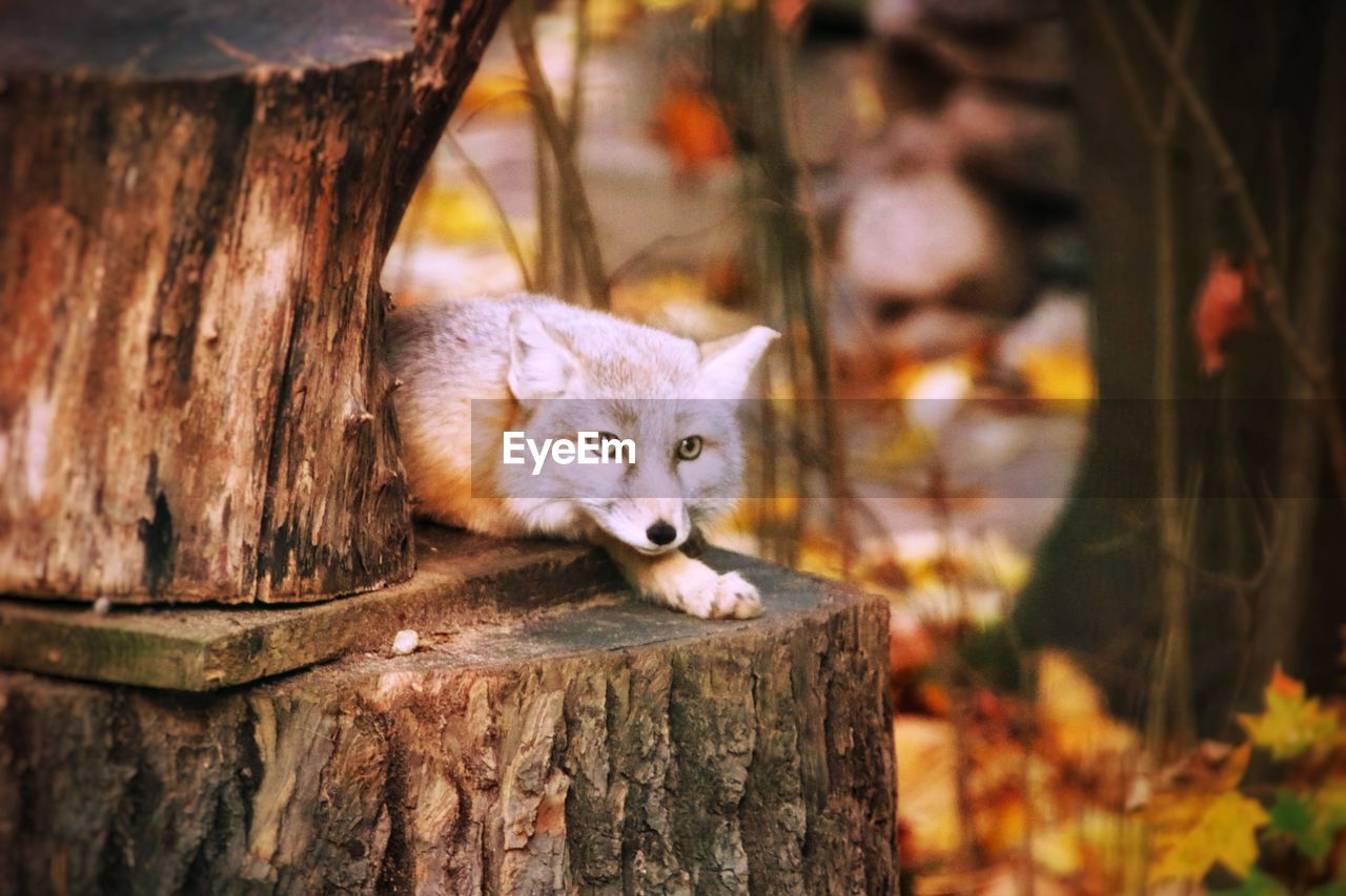 animal, animal themes, mammal, cat, one animal, autumn, pet, domestic animals, looking at camera, feline, portrait, tree, wood, no people, nature, cute, domestic cat, animal wildlife, carnivore, wildlife, outdoors, felidae, focus on foreground, young animal, animal body part, tree trunk, day