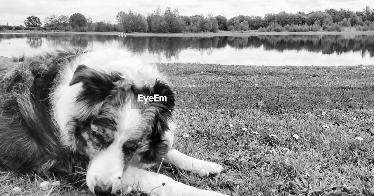 DOG RELAXING IN THE LAKE