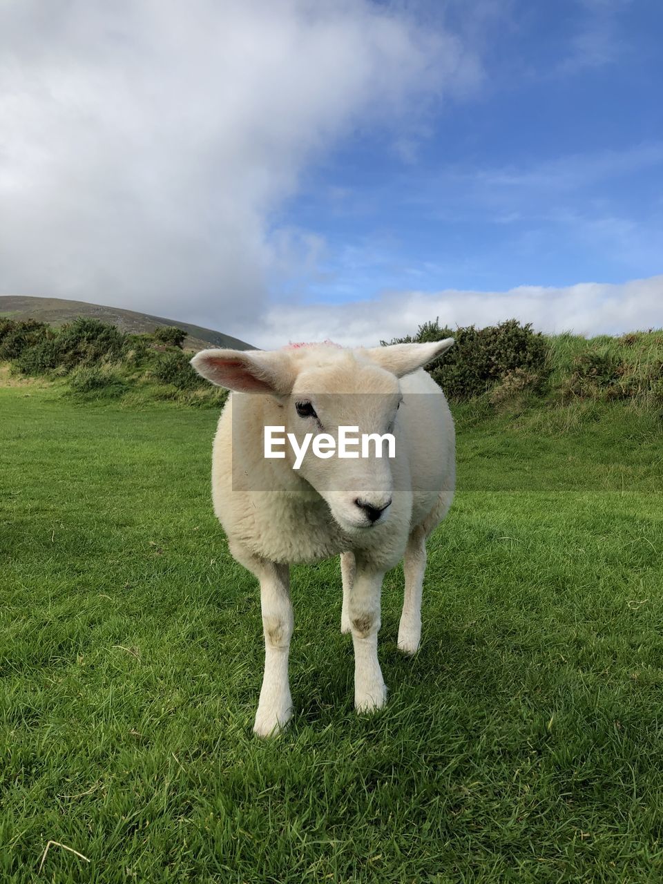 SHEEP STANDING IN FARM