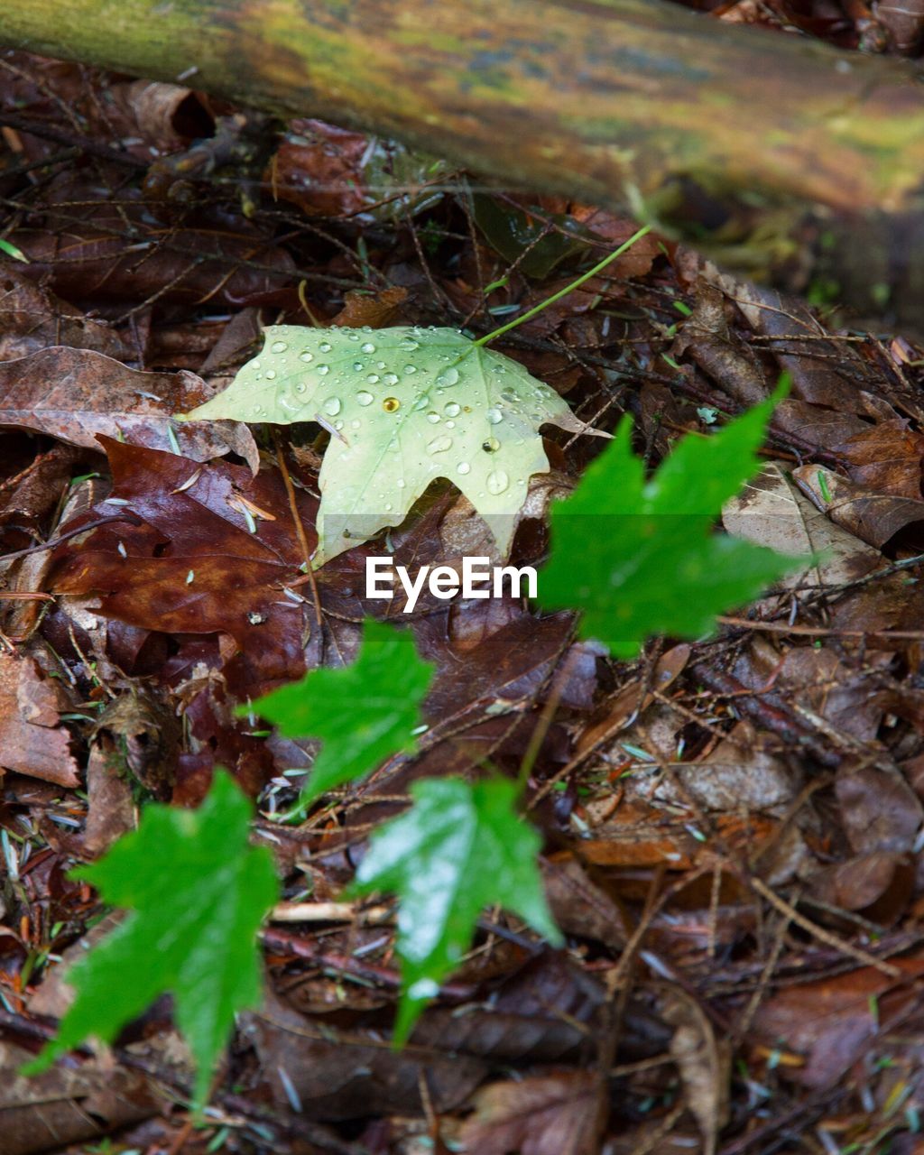 HIGH ANGLE VIEW OF LEAVES ON FIELD