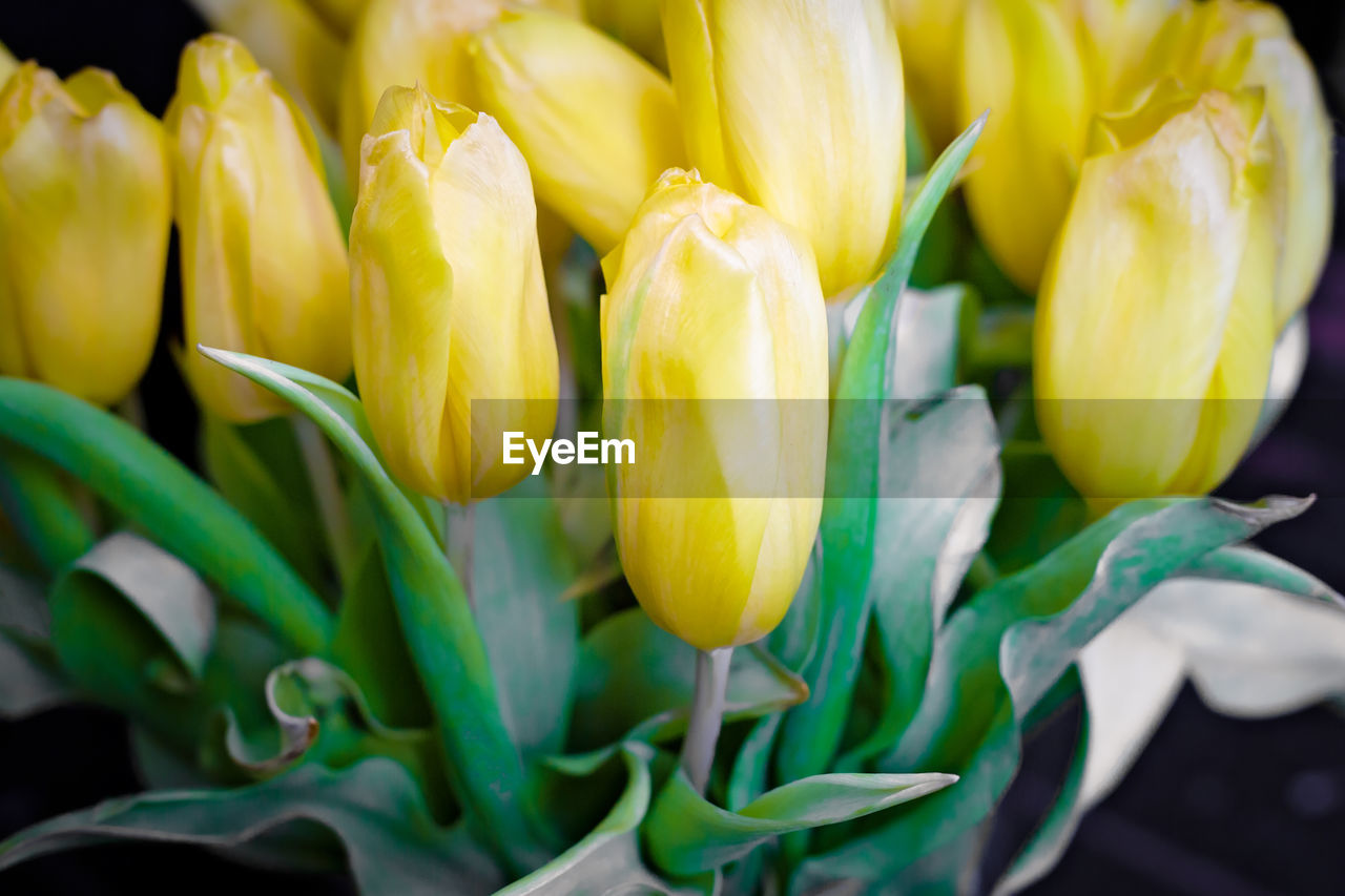 CLOSE-UP OF YELLOW CHILI PEPPERS