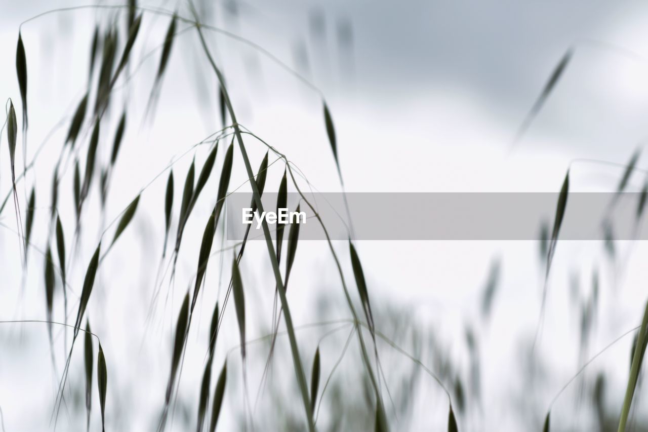 CLOSE-UP OF STALKS AGAINST BLURRED BACKGROUND