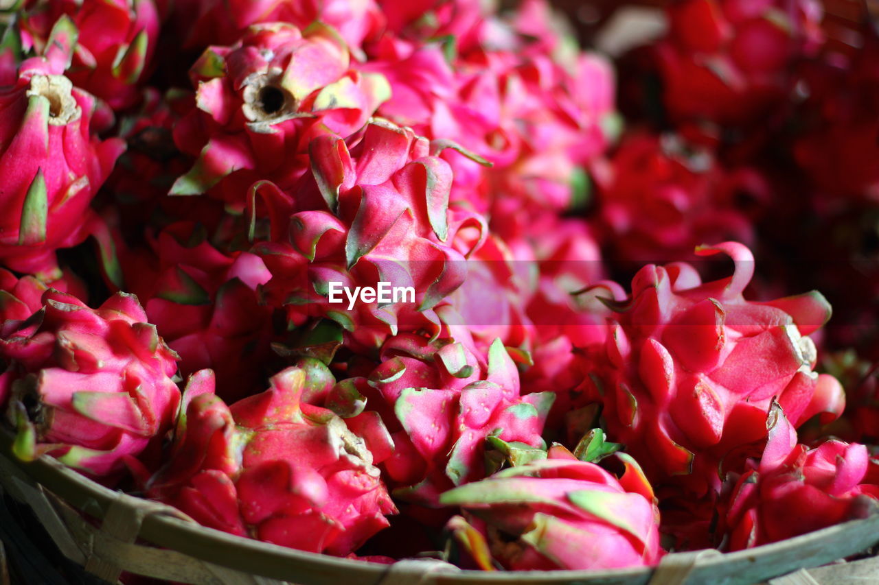 Close-up of flowers