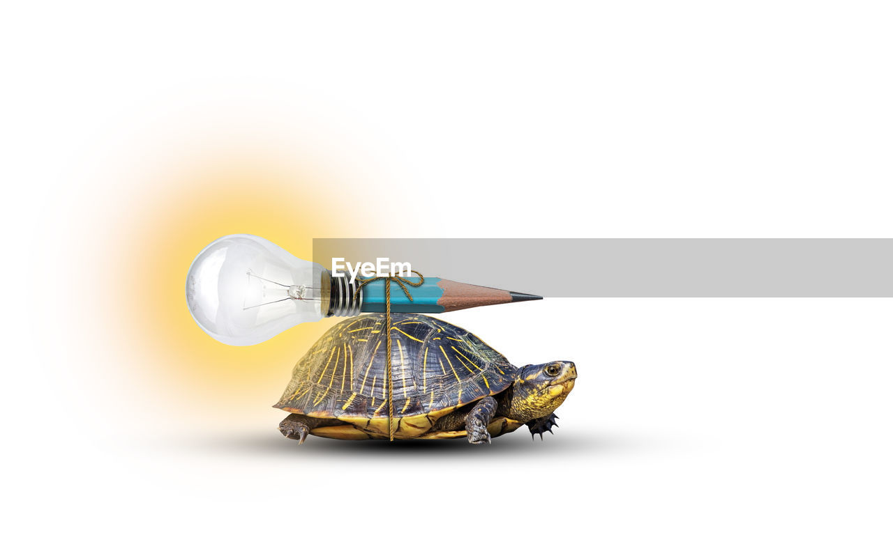 Close-up of a turtle on white background