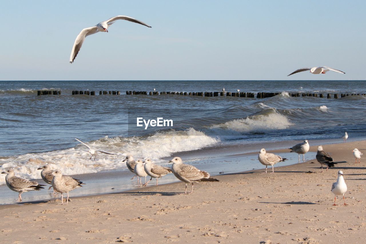 SEAGULLS FLYING OVER SEA SHORE