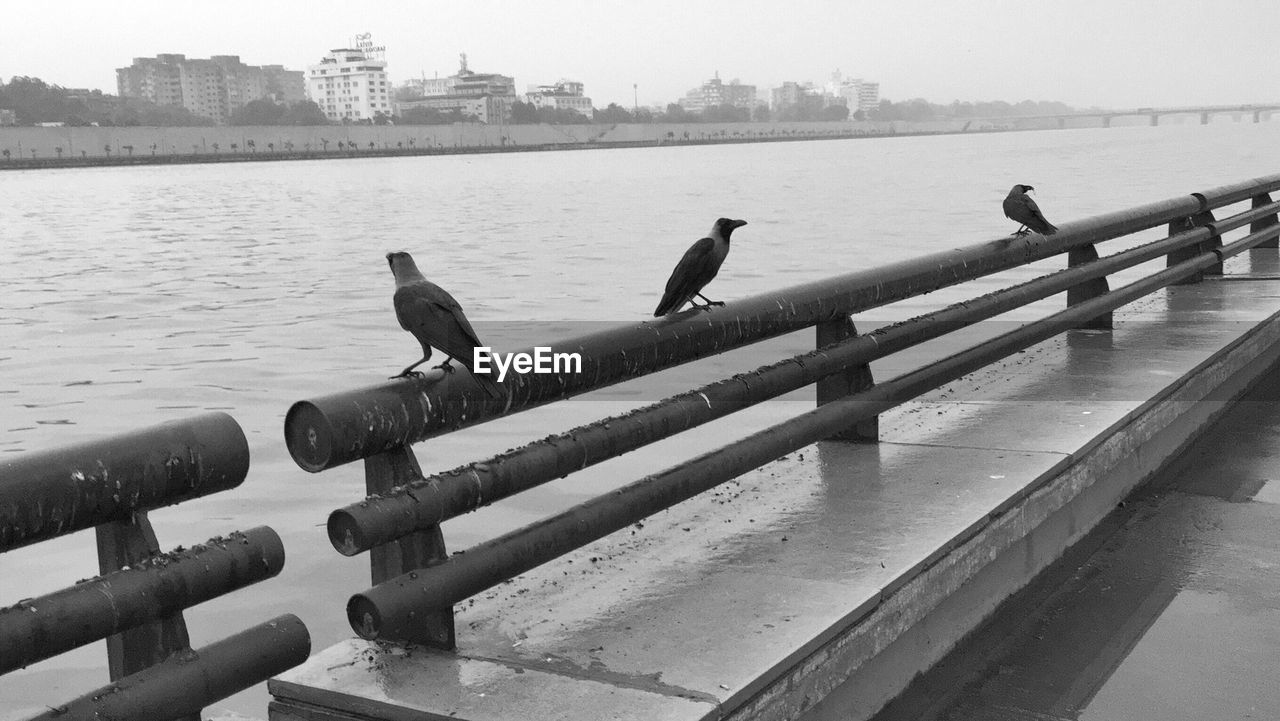 SEAGULL PERCHING ON RIVER