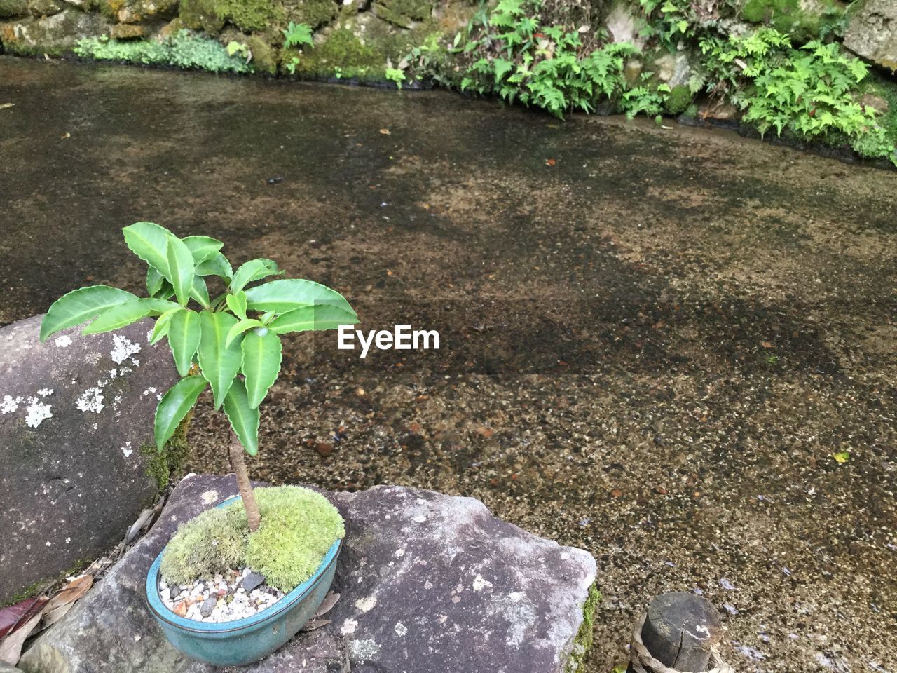 PLANTS GROWING IN SUNLIGHT