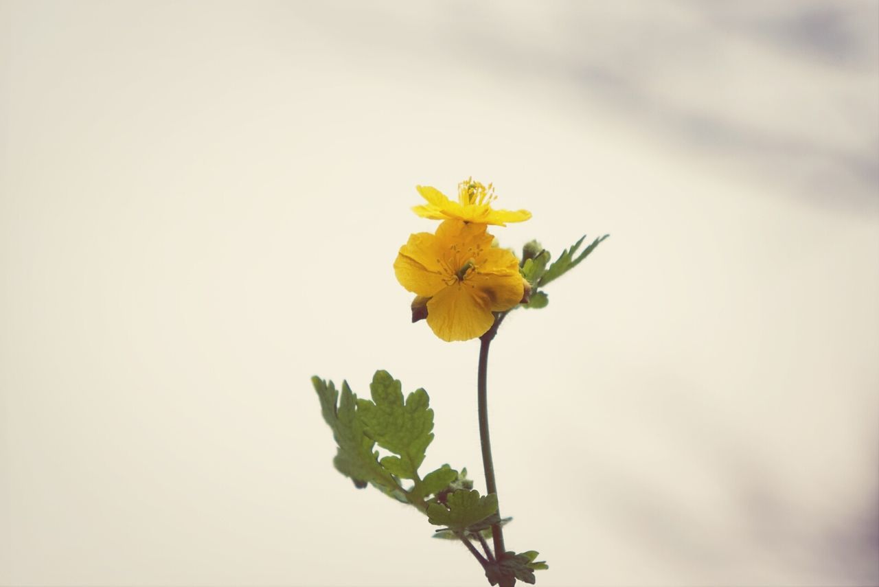 Close-up view of a yellow flower