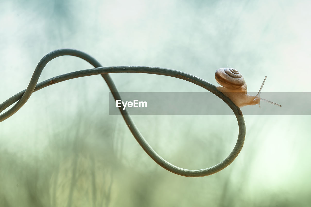 CLOSE-UP OF SNAIL ON METALLIC METAL