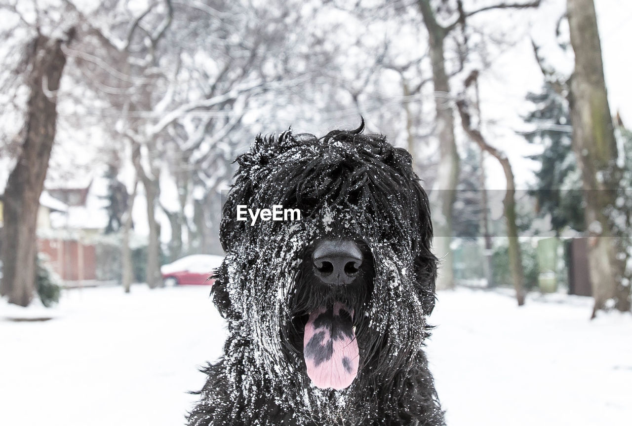 Close-up of black hairy dog during snowfall