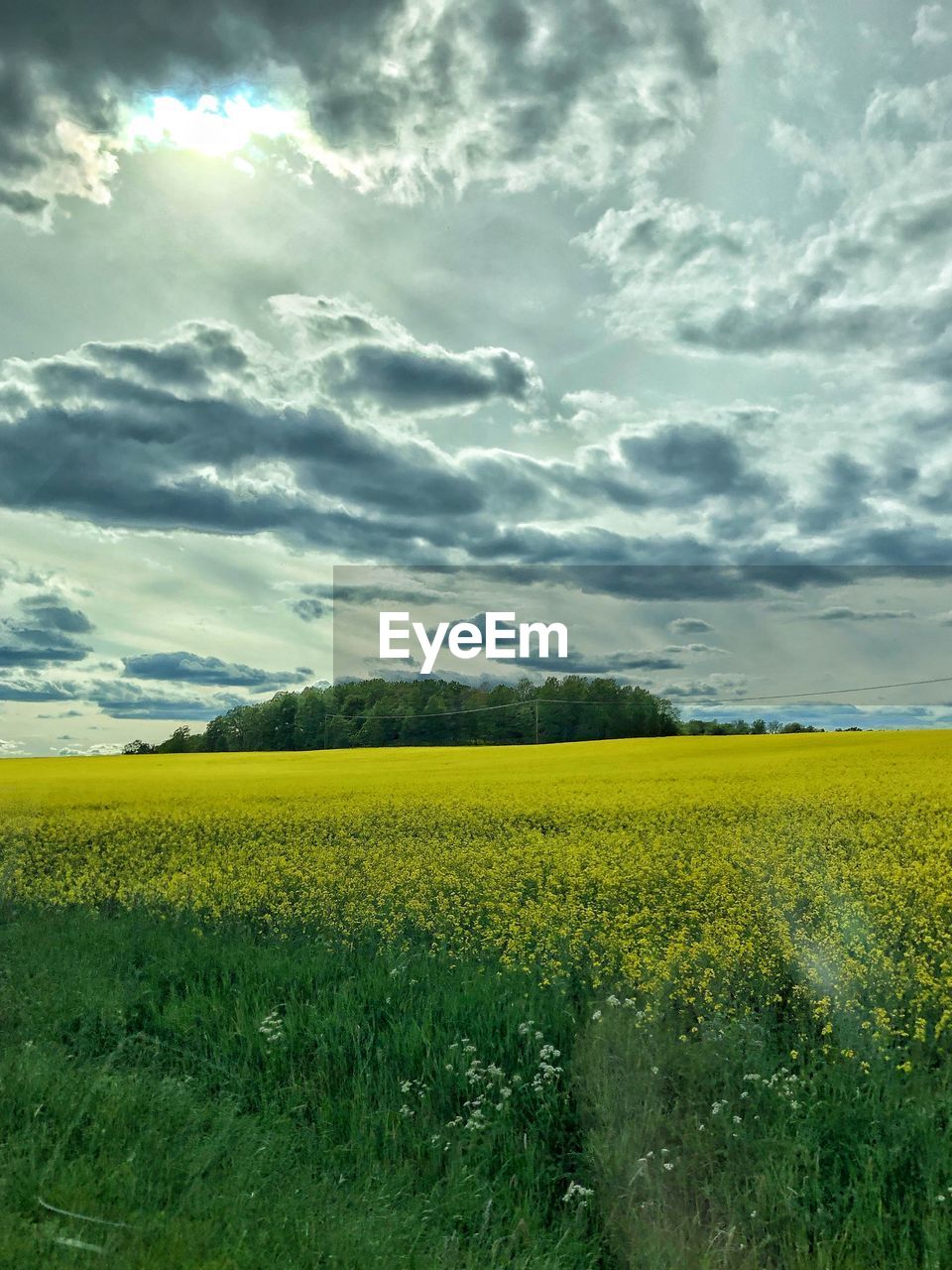 SCENIC VIEW OF OILSEED RAPE FIELD AGAINST SKY