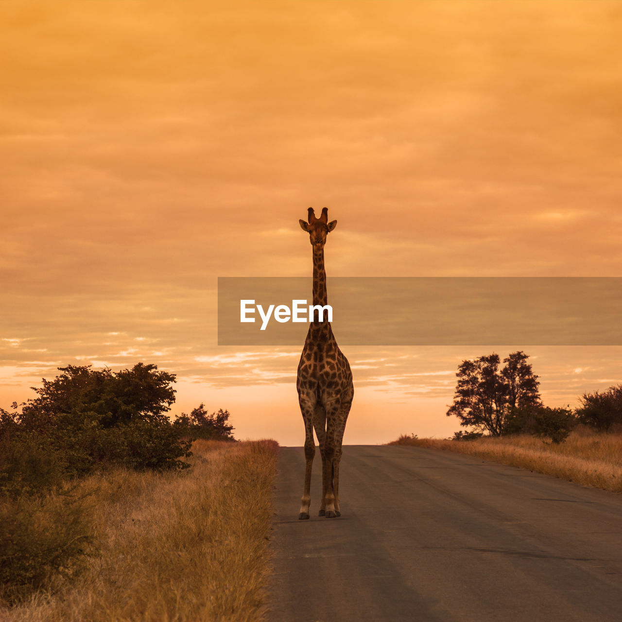 VIEW OF GIRAFFE ON FIELD AGAINST SKY