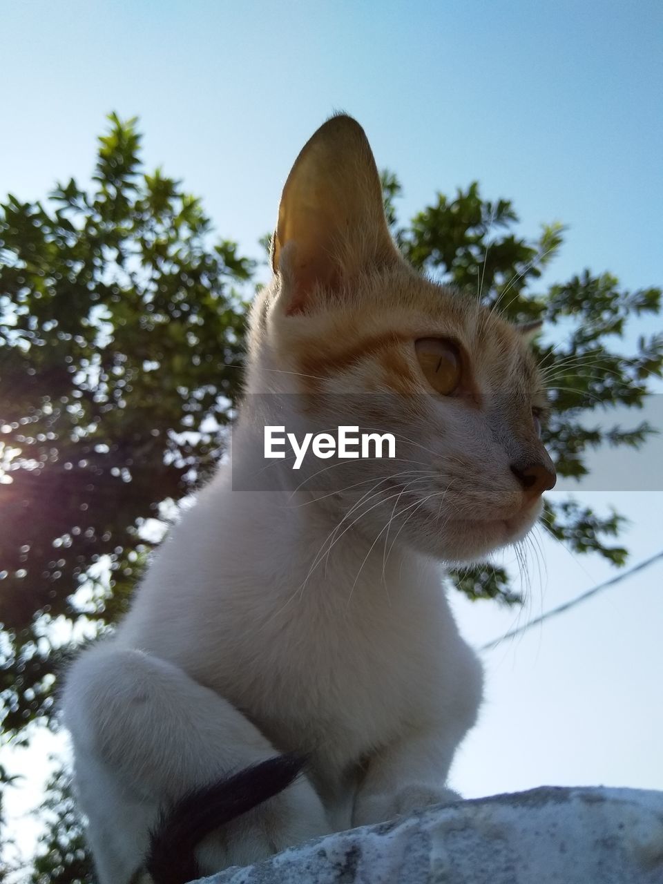 LOW ANGLE VIEW OF A CAT LOOKING AWAY