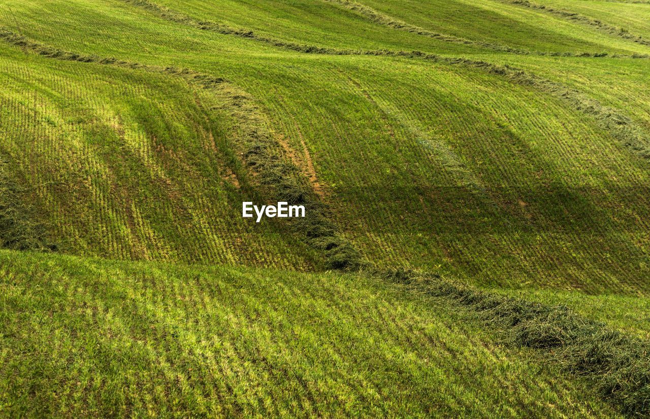 SCENIC VIEW OF RICE FIELD