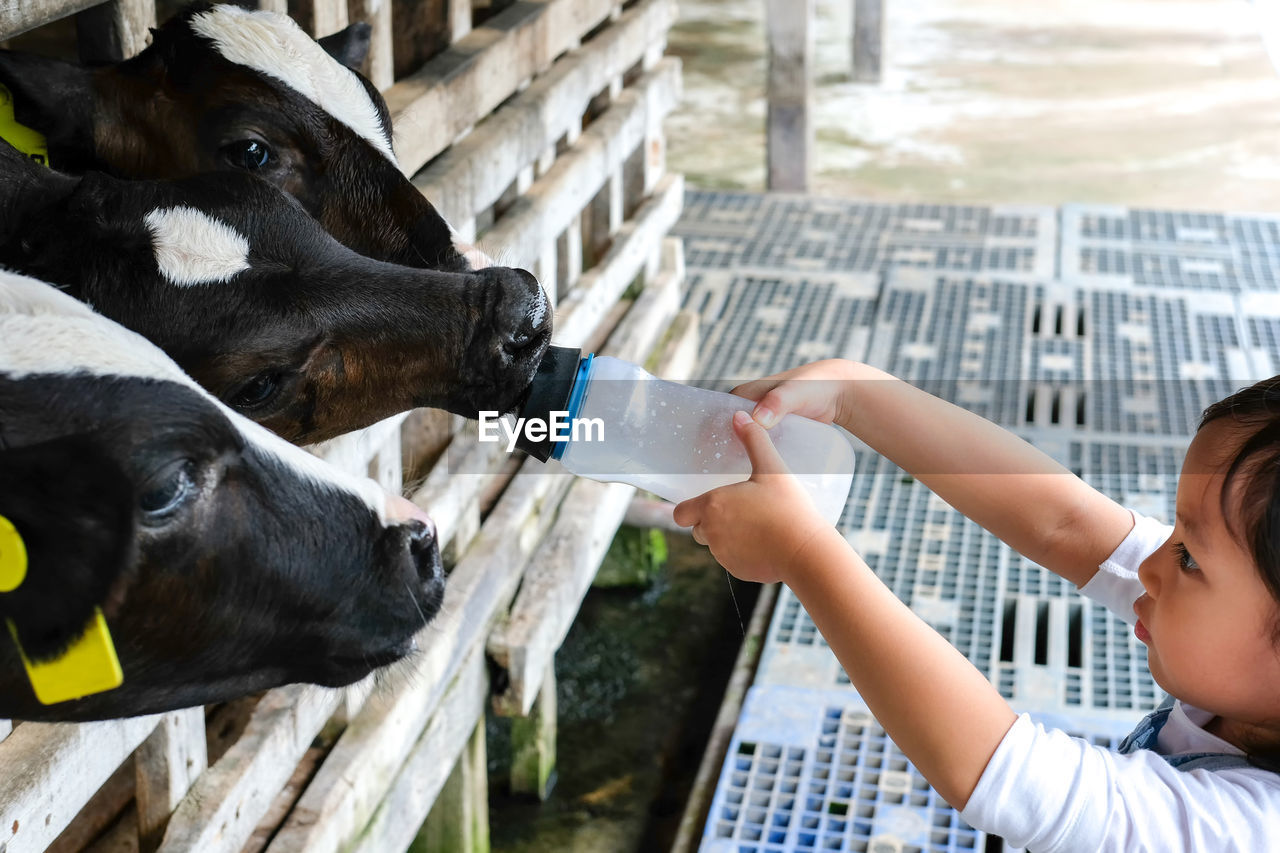 Girl feeding bottle milk to cow