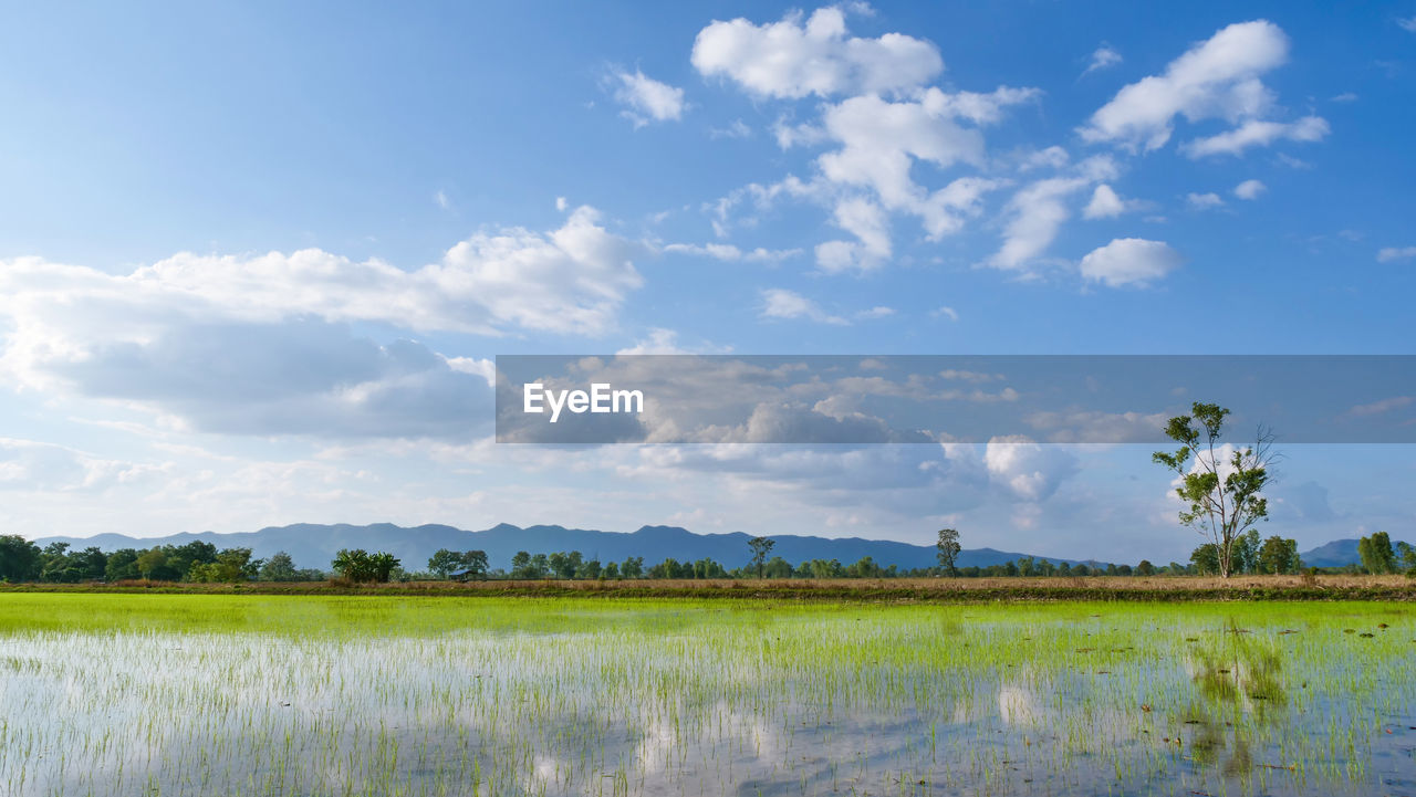 Wide angle scence of rice field front of mountain and blue sky with white clouds reflection on water