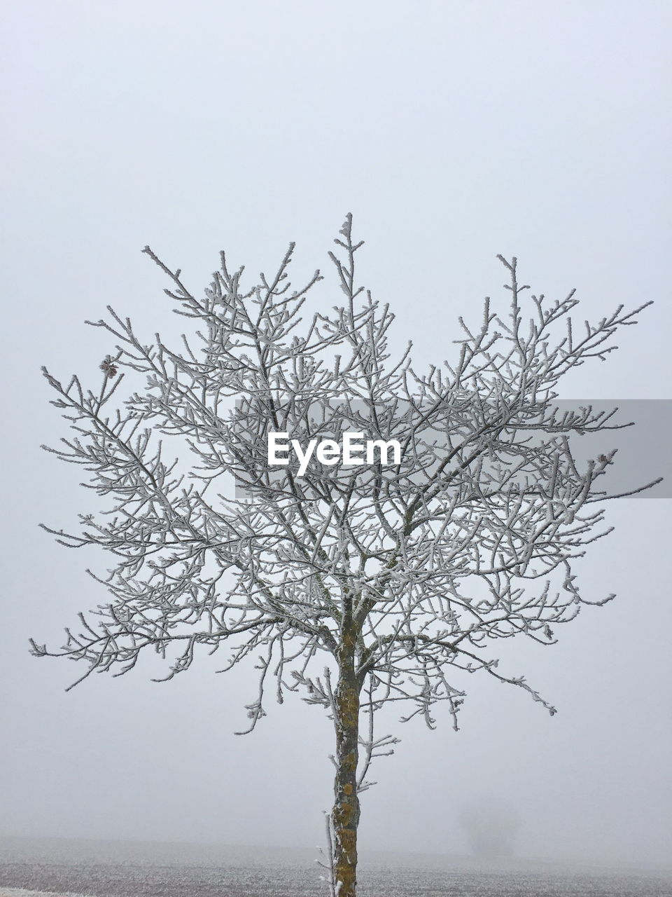 Close-up of bare tree against clear sky