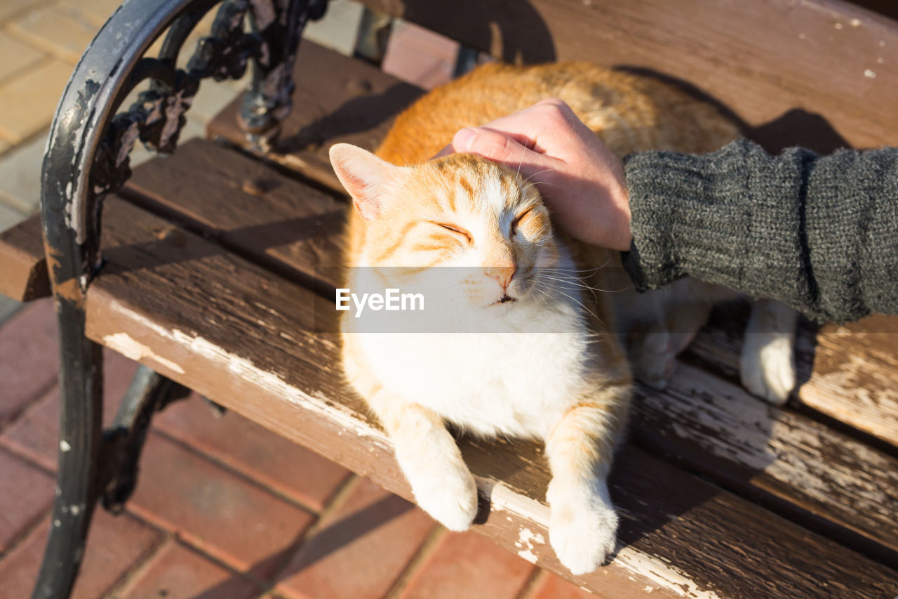 HIGH ANGLE VIEW OF CAT RELAXING ON BENCH AT SEAT