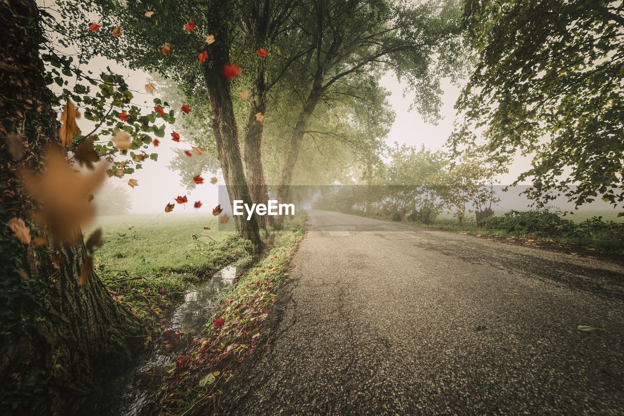 Autumn leaves falling on road amidst trees during foggy weather