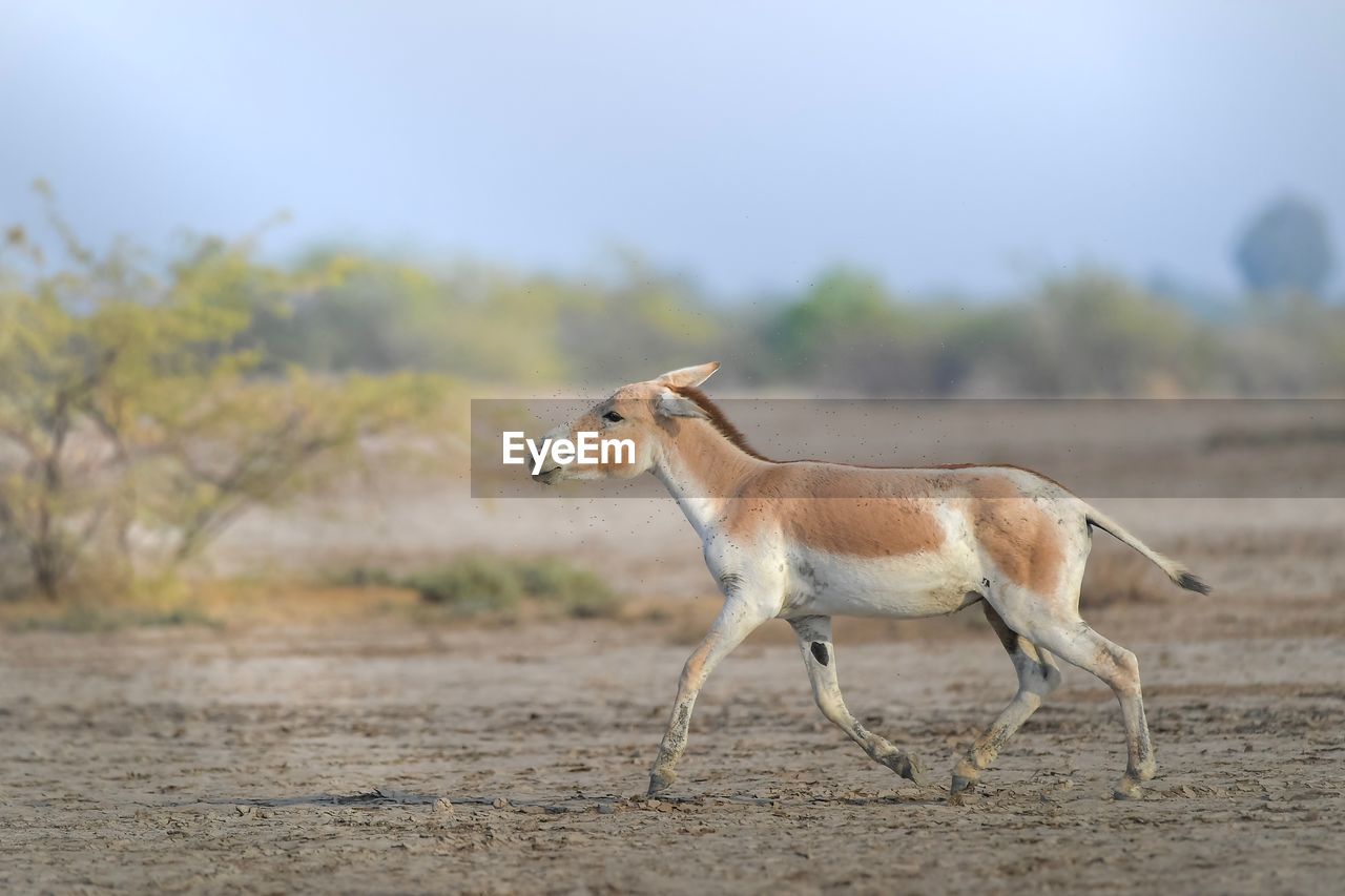 HORSE STANDING ON FIELD