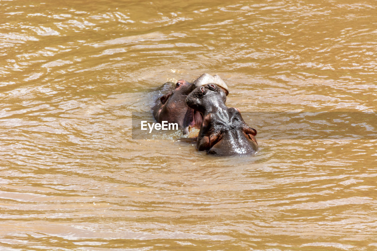 HIGH ANGLE VIEW OF A DUCK IN RIVER