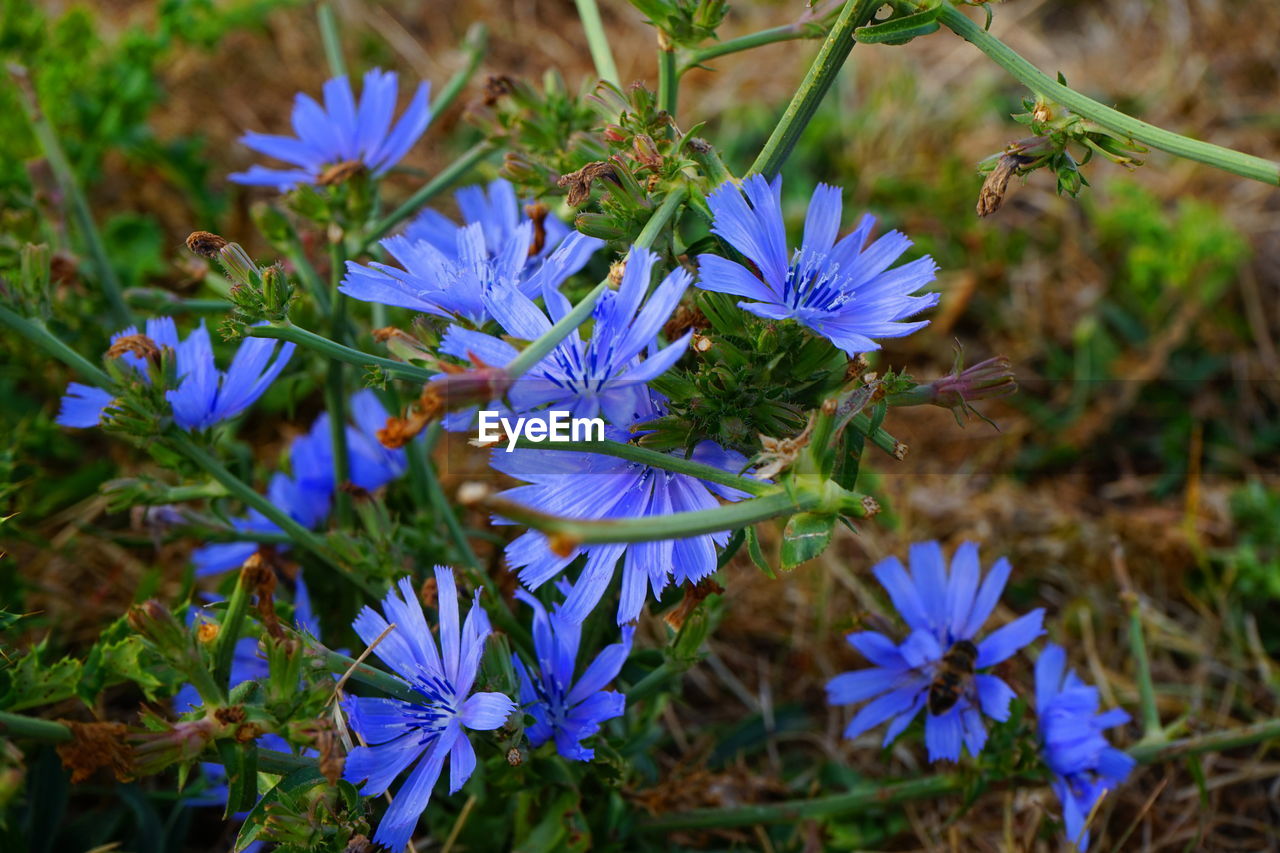 CLOSE-UP OF PURPLE FLOWERING PLANT