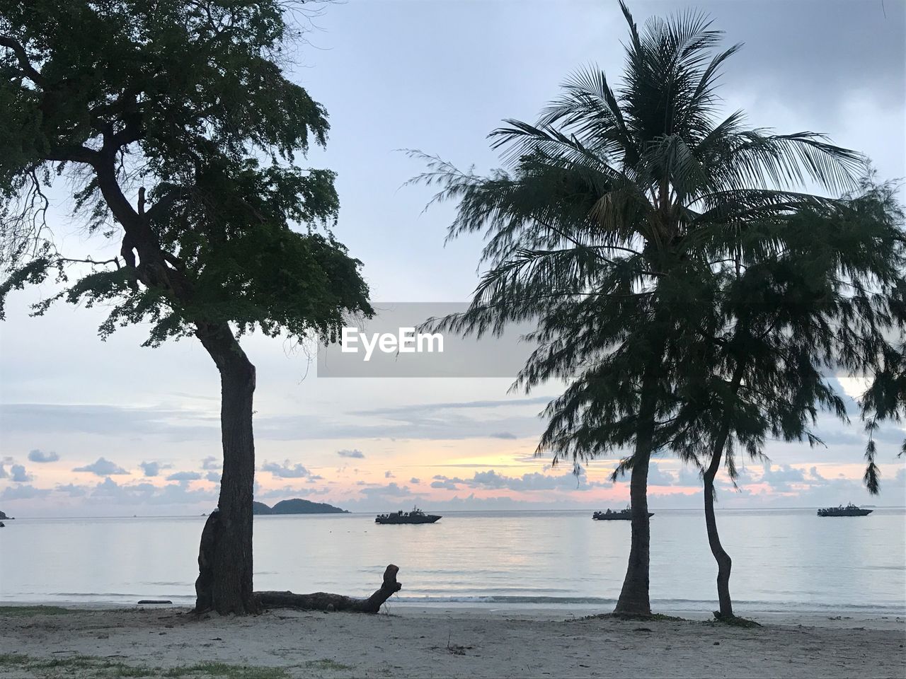 TREES ON BEACH DURING SUNSET