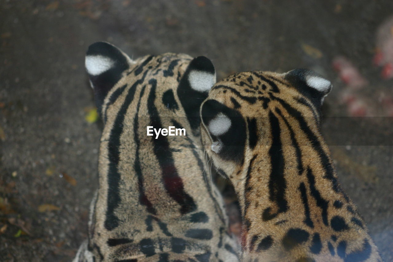 Close-up of two ocelot