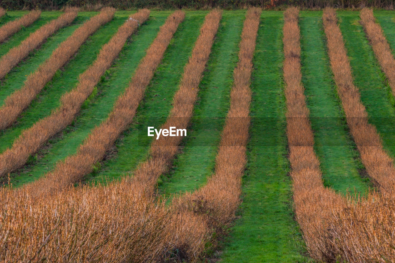 SCENIC VIEW OF FARM