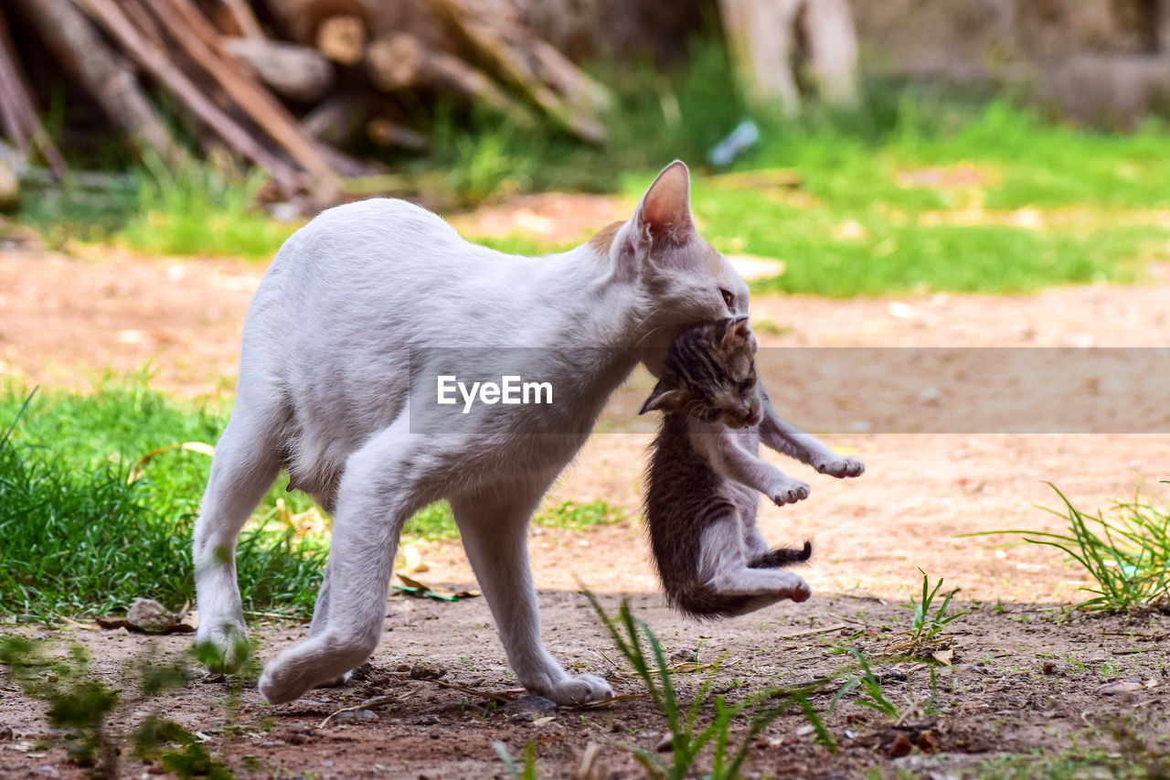 CAT STANDING ON FIELD