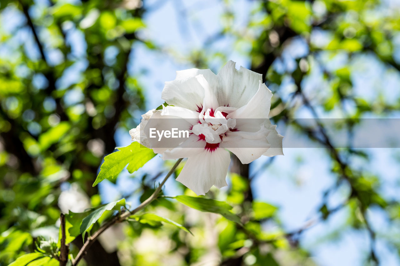 Low angle view of white cherry blossom tree