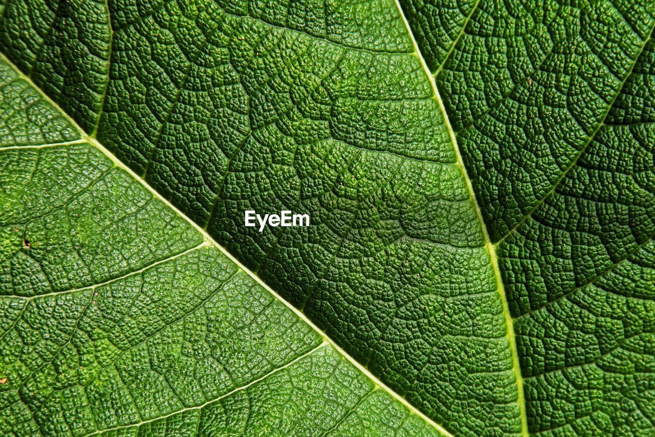 Close up abstract of a leaf