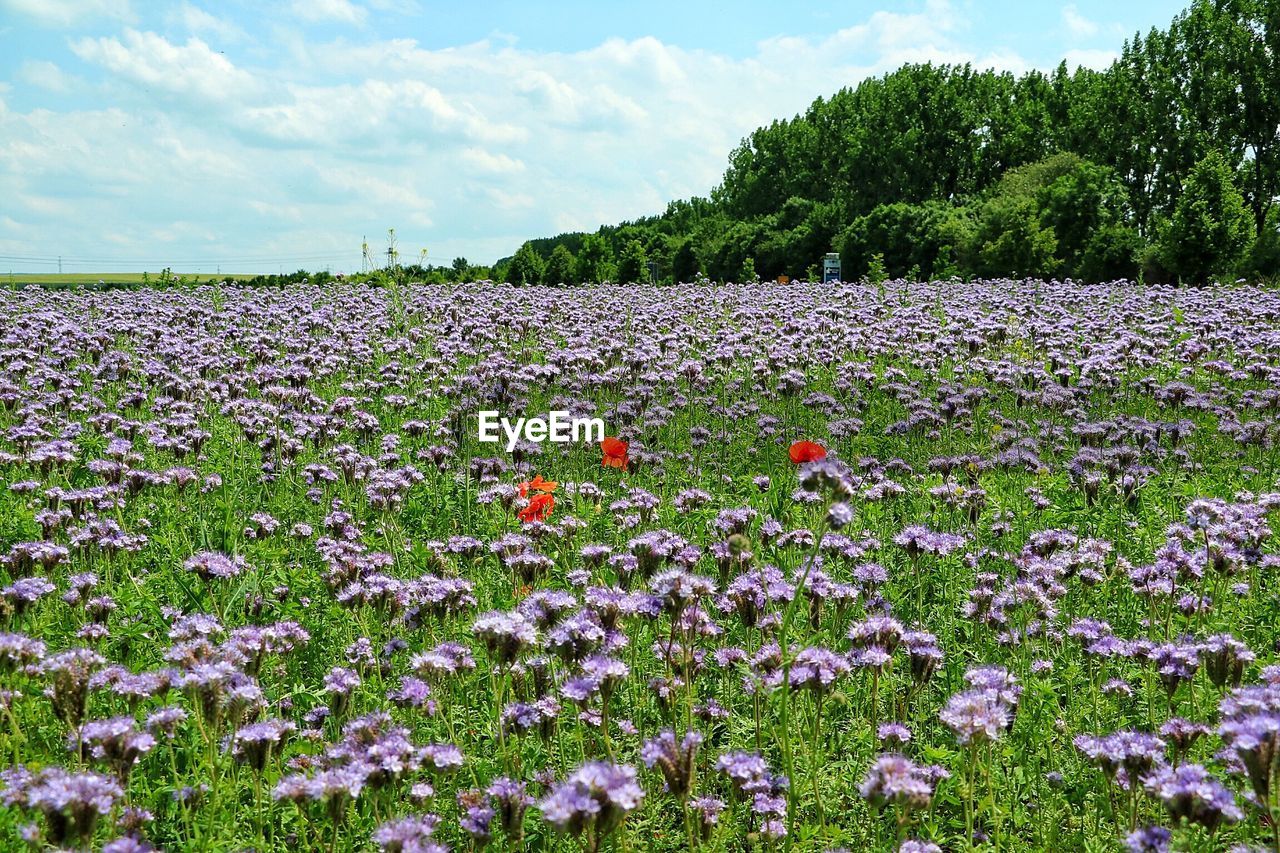 VIEW OF FLOWERING PLANTS ON LAND