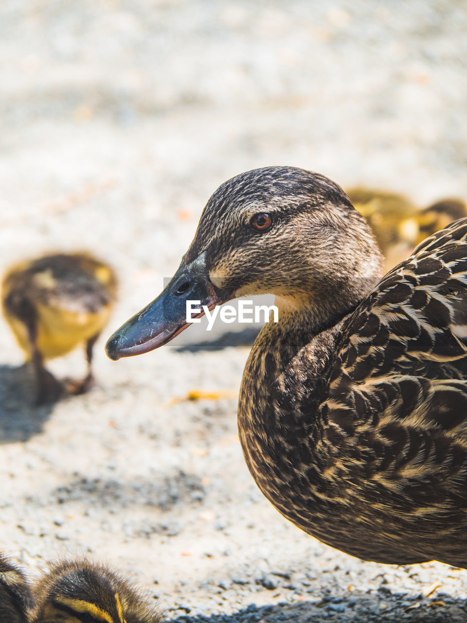 Close-up of duck