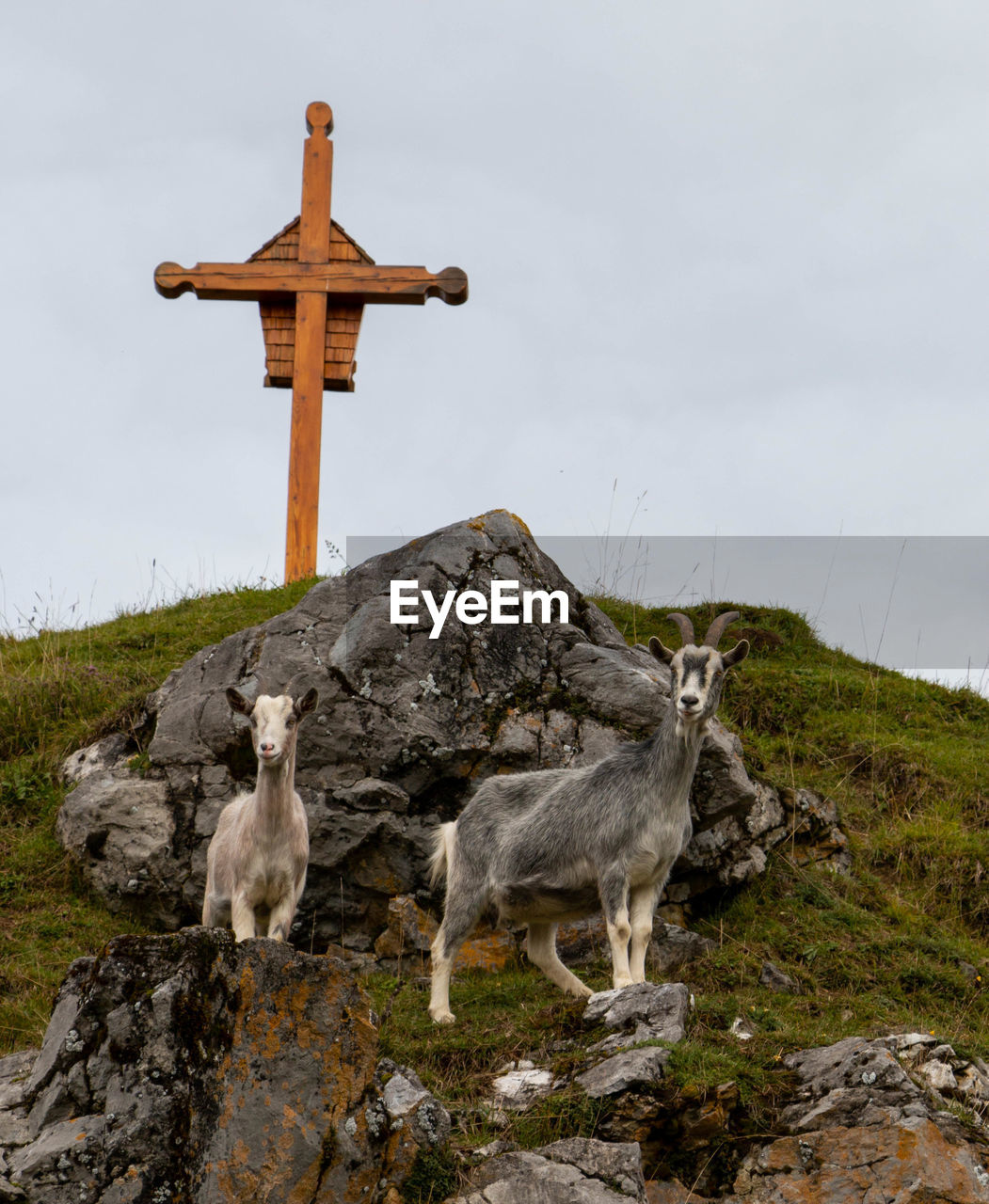 VIEW OF SHEEP ON GROUND