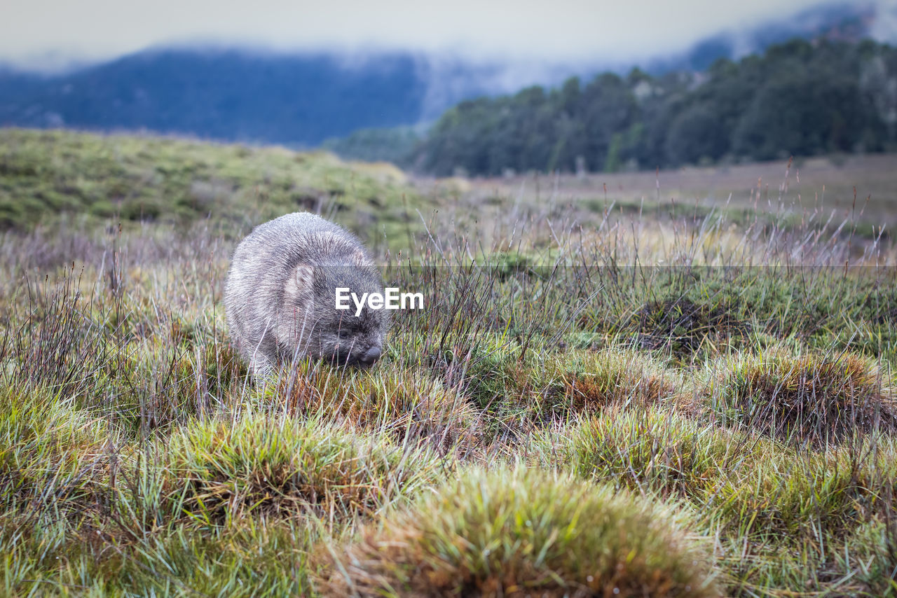 A wombat in grass. 