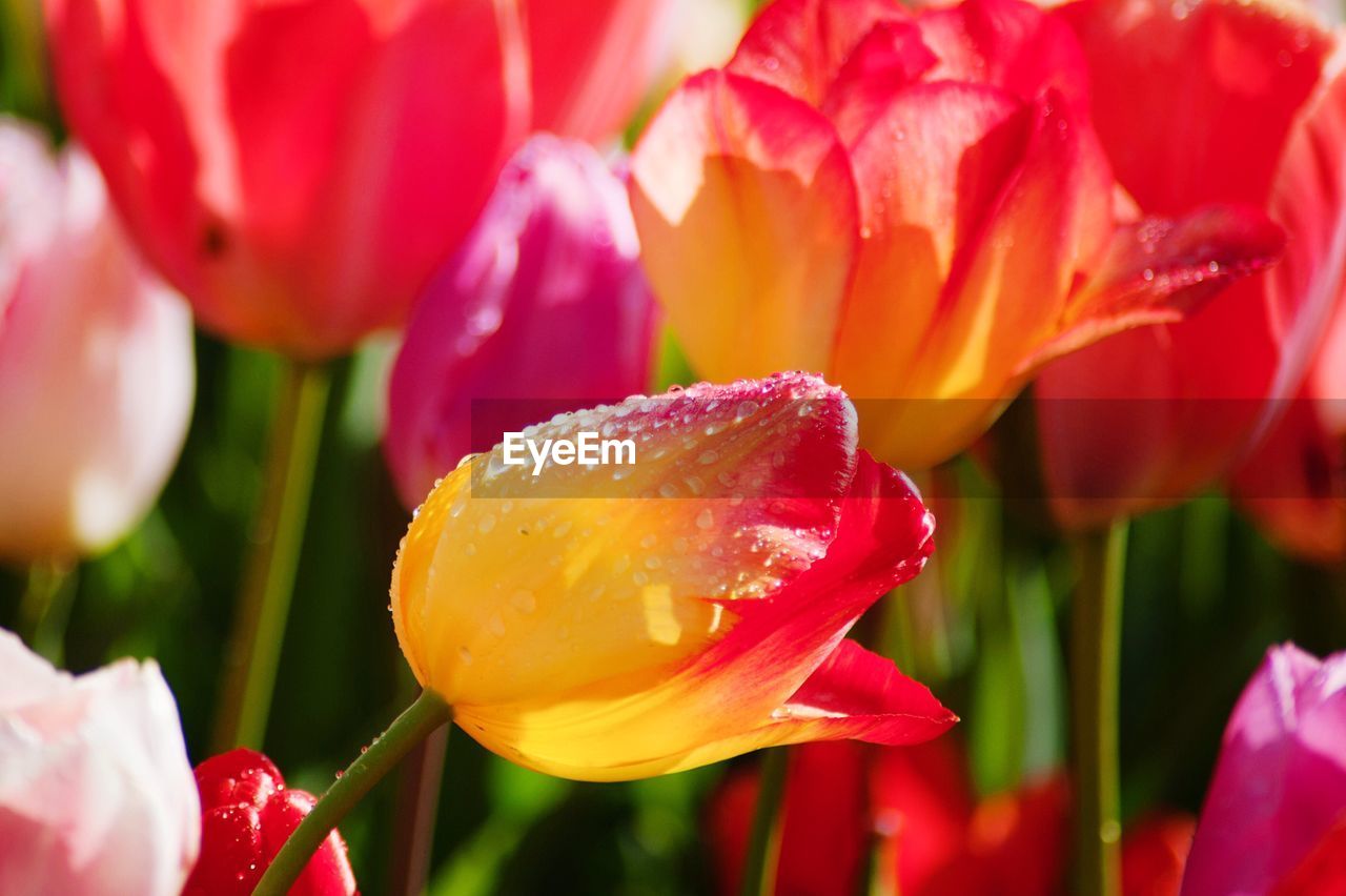 Close-up of red tulip