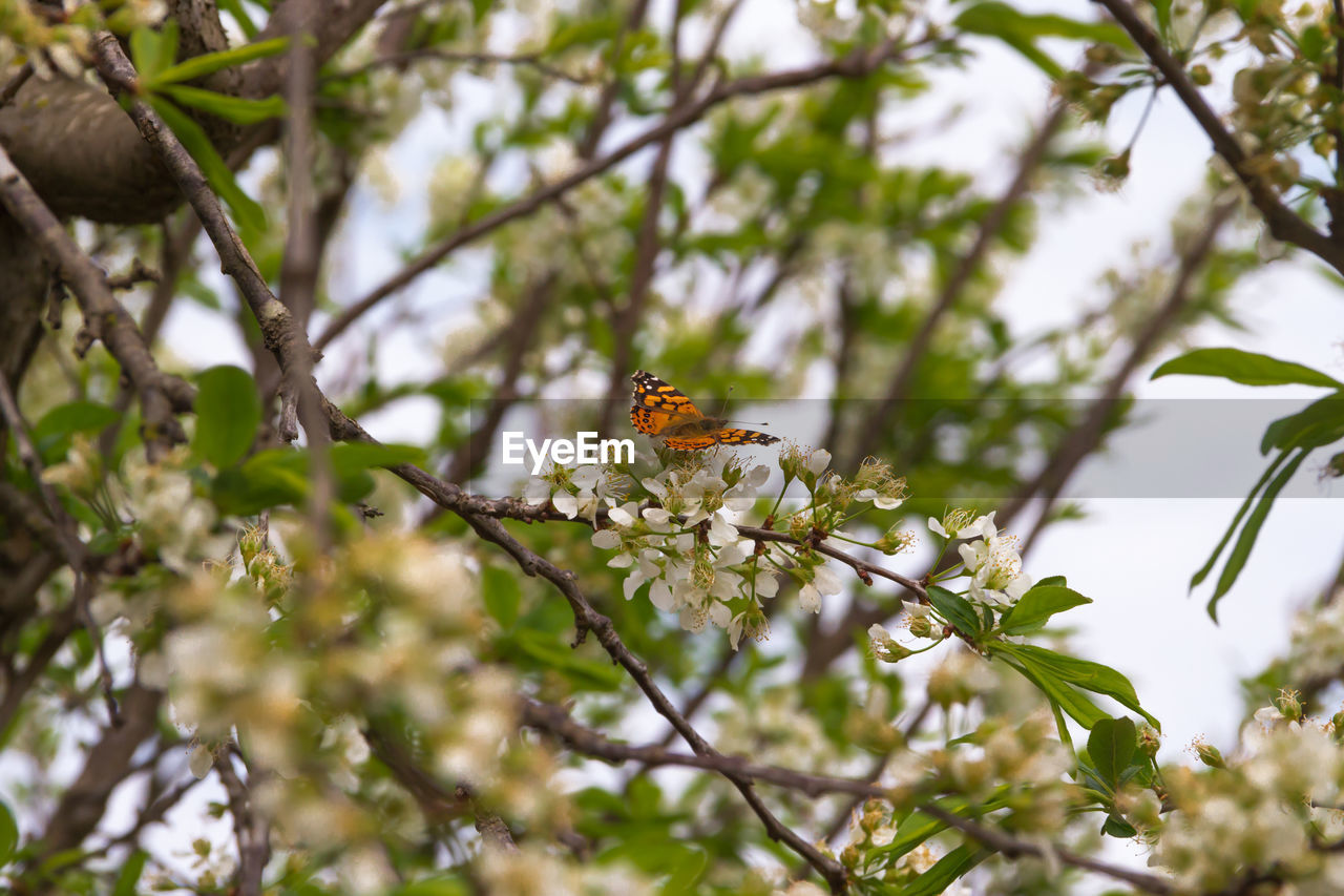 CLOSE-UP OF BUTTERFLY ON FLOWER TREE