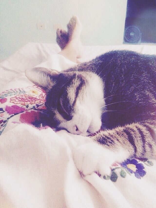 CLOSE-UP OF CAT SLEEPING ON SOFA