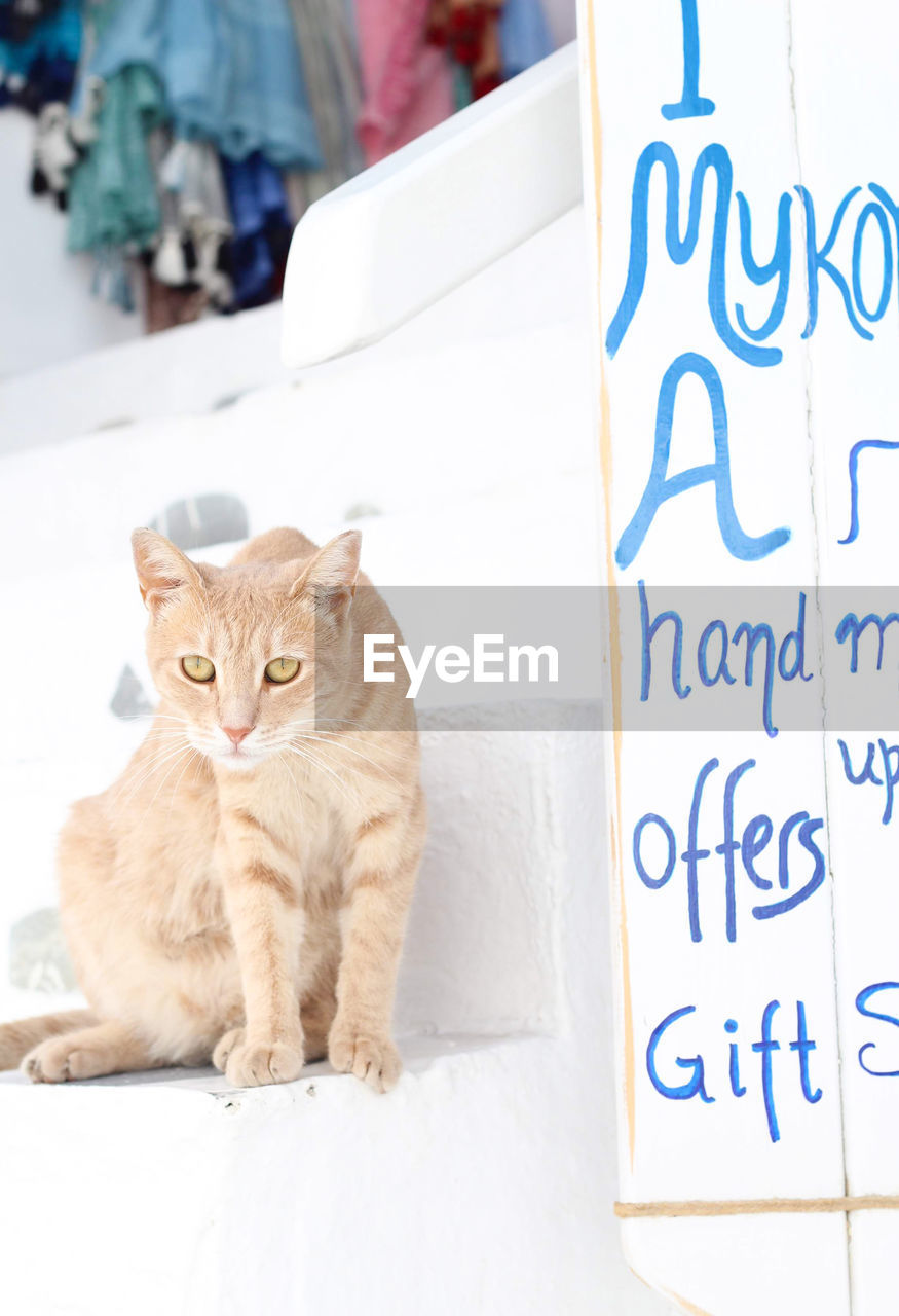 CLOSE-UP PORTRAIT OF CAT SITTING BY TEXT ON WALL