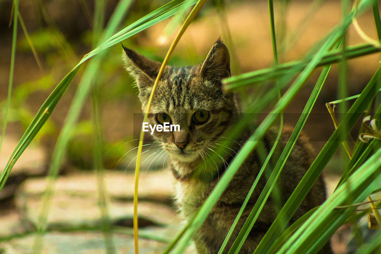 Kitten on field