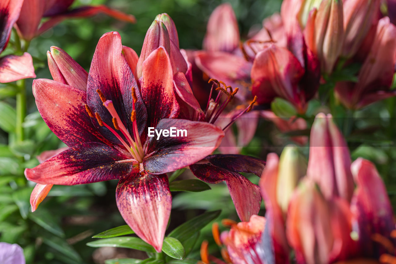 CLOSE-UP OF PINK LILY FLOWERS IN BLOOM