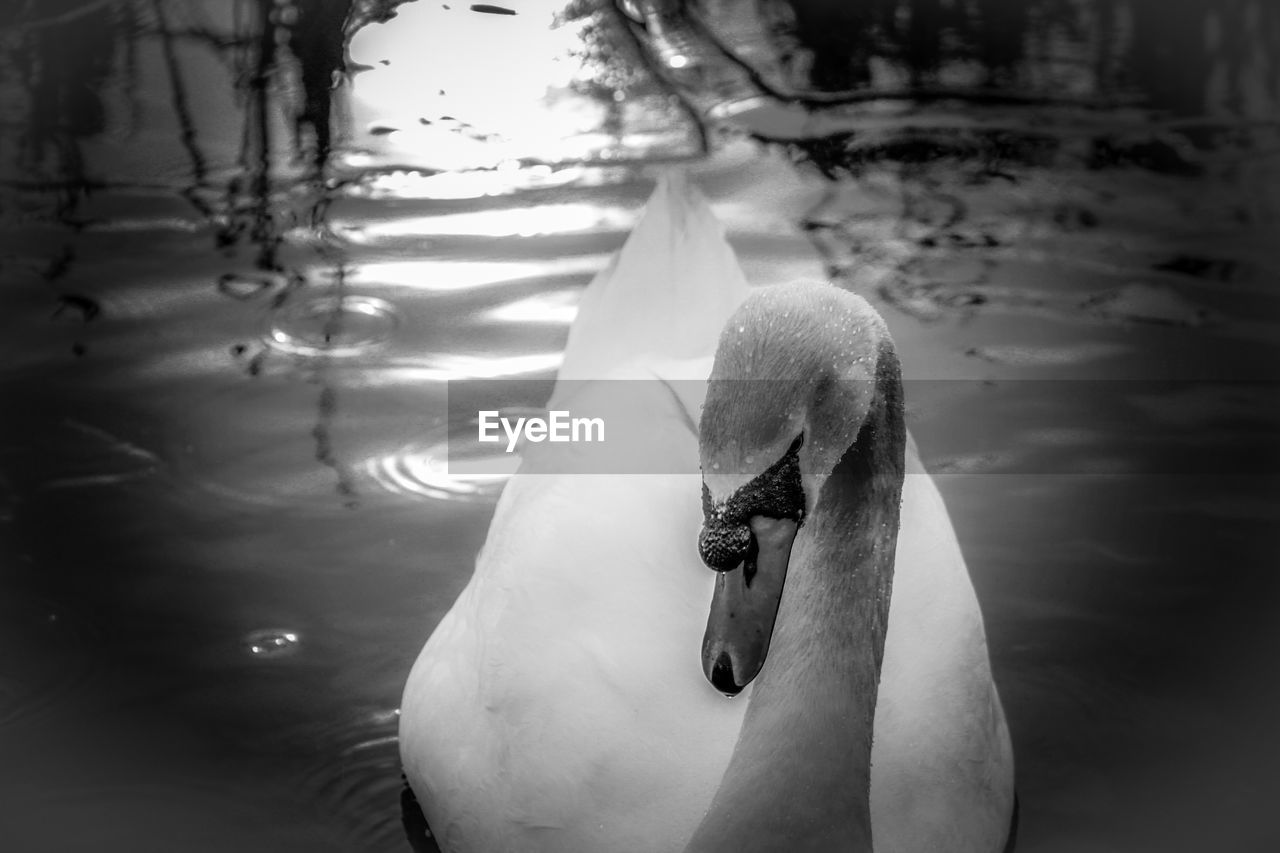 Close-up of swan swimming in lake