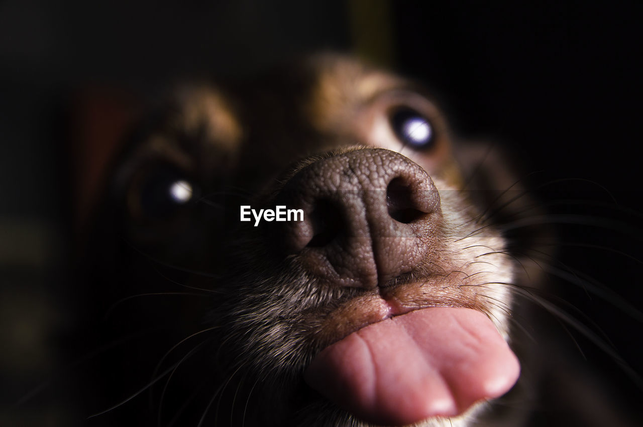 Close-up portrait of dog sticking out tongue in darkroom
