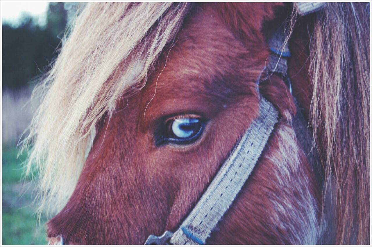 Close-up of cropped horse