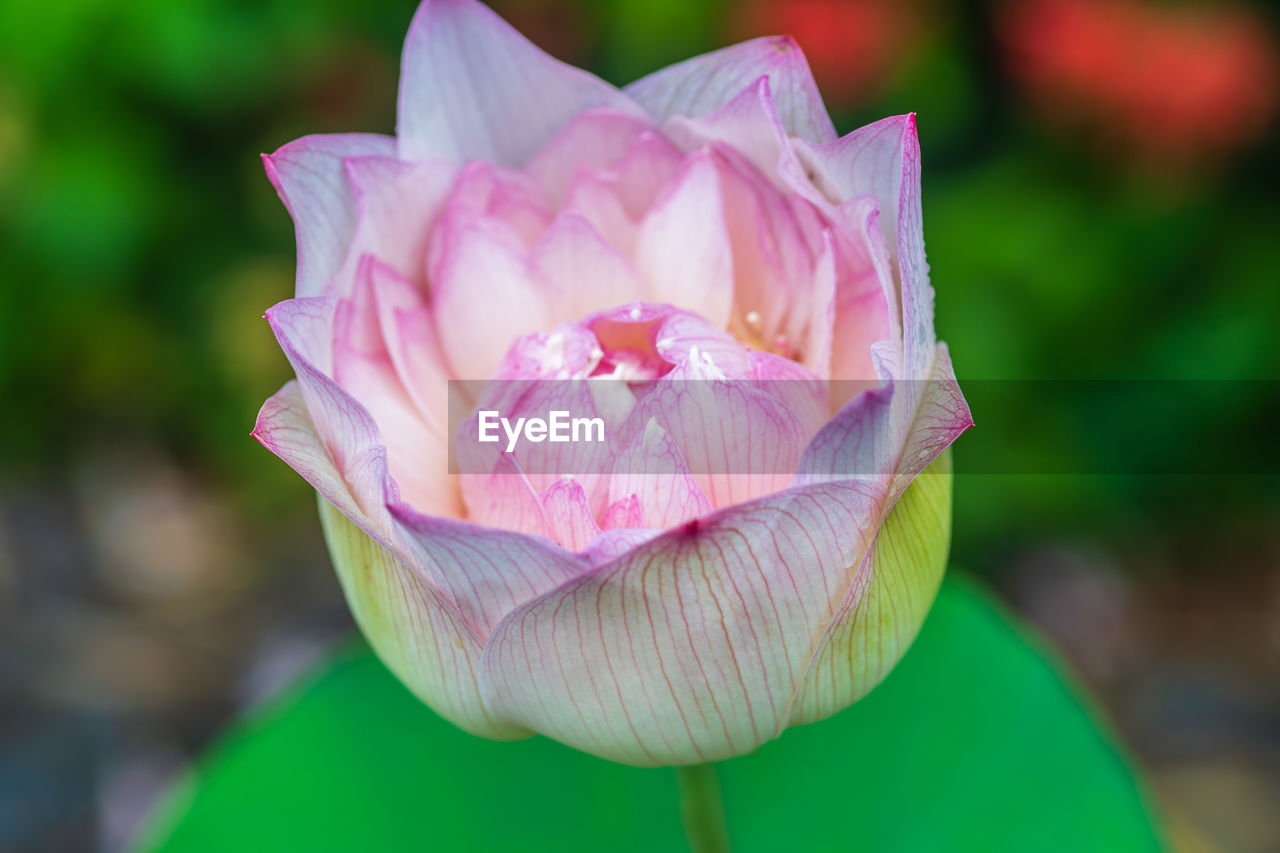 flower, flowering plant, plant, beauty in nature, freshness, pink, close-up, petal, fragility, flower head, aquatic plant, nature, inflorescence, focus on foreground, macro photography, leaf, water lily, plant part, lotus water lily, no people, growth, outdoors, rose, springtime, proteales, water, plant stem, blossom, day