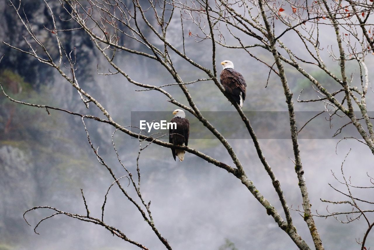 LOW ANGLE VIEW OF BIRDS PERCHING ON BRANCH