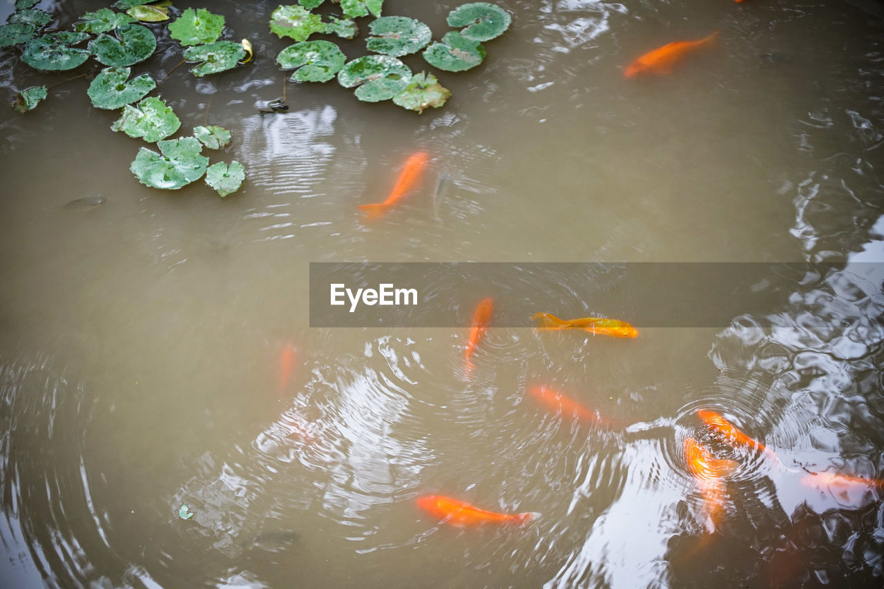 HIGH ANGLE VIEW OF KOI FISH SWIMMING IN LAKE