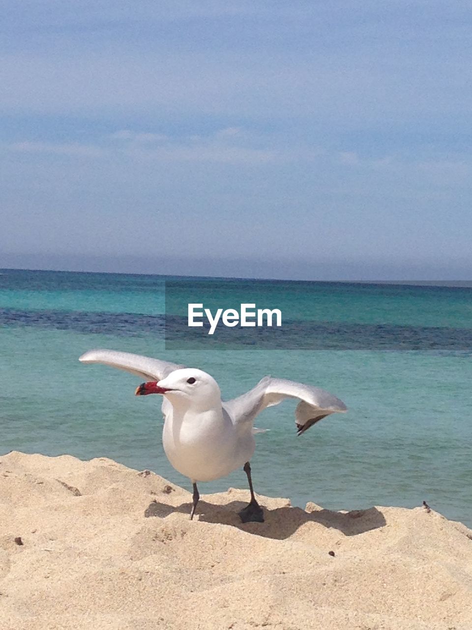 BIRDS ON SHORE AGAINST SKY