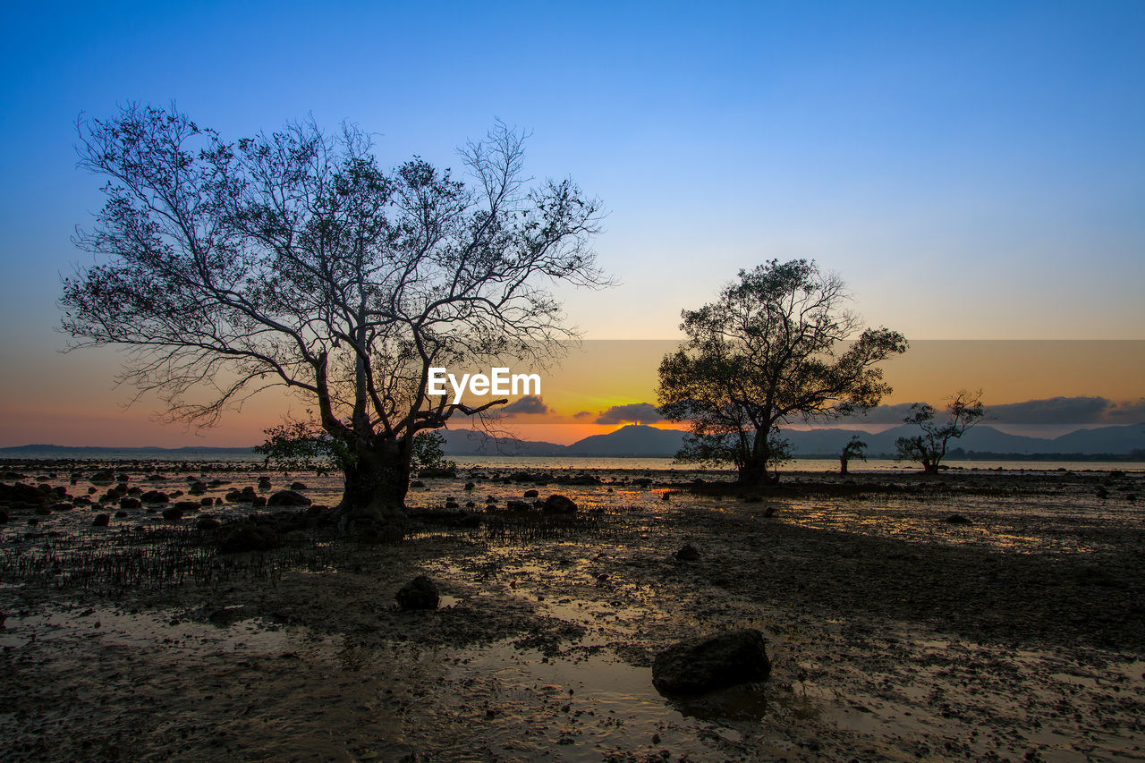 Bare tree on field against sky during sunset